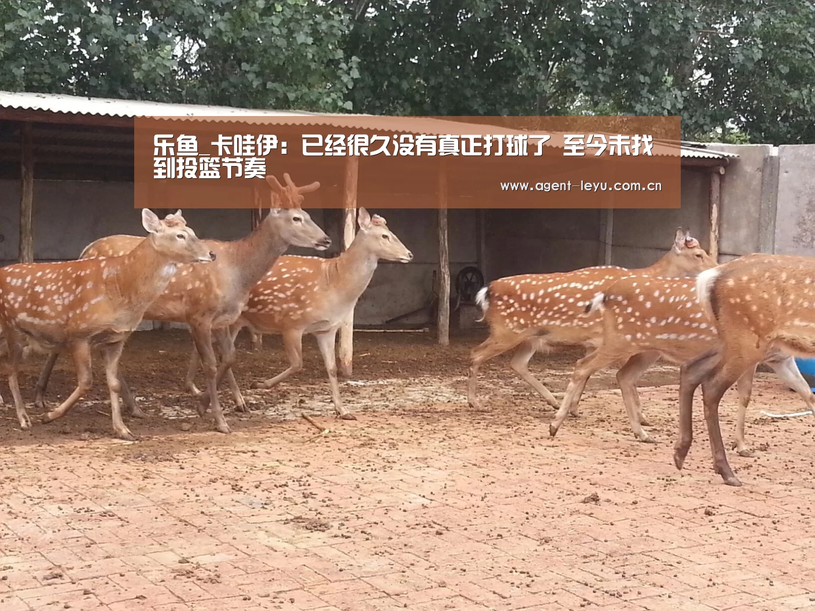 乐鱼